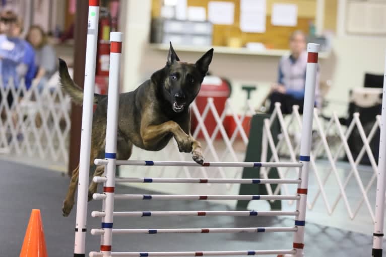 Magnum, a Belgian Shepherd tested with EmbarkVet.com