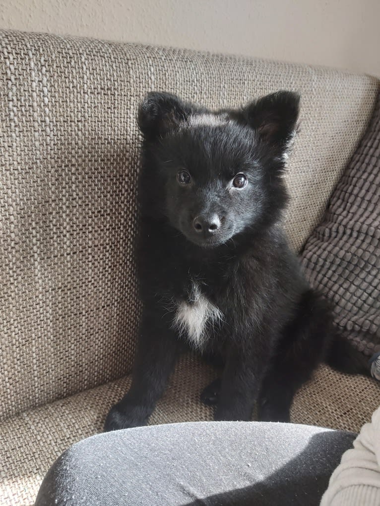 Füge, a Border Collie and Pomeranian mix tested with EmbarkVet.com