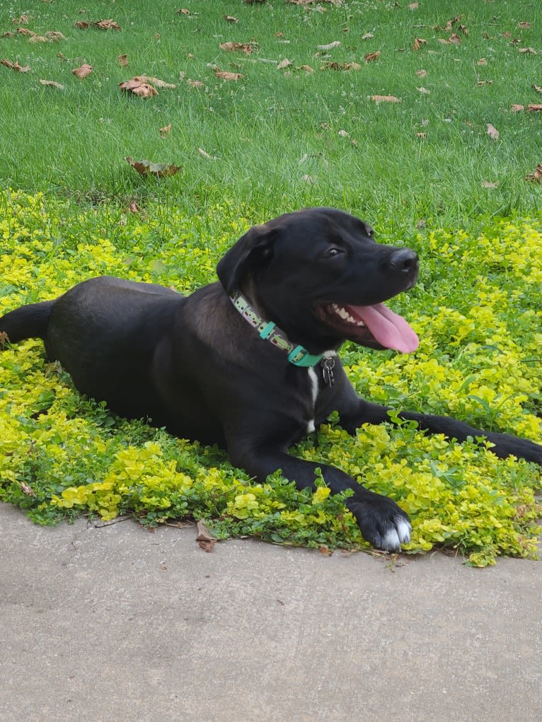 Hunter, a Labrador Retriever and American Bulldog mix tested with EmbarkVet.com