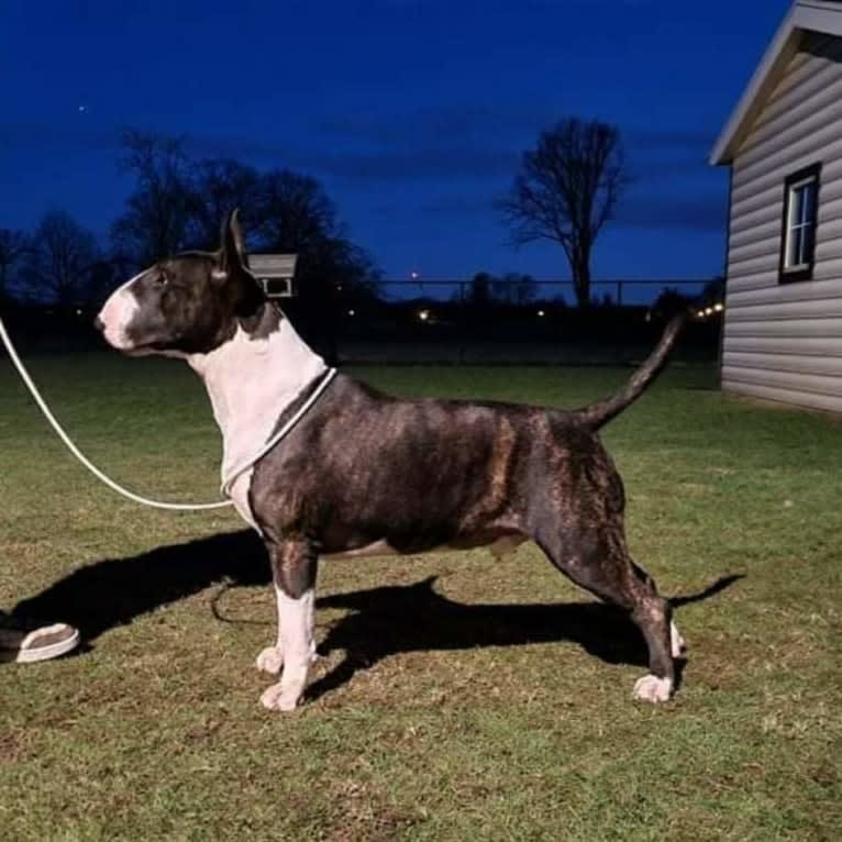 Skylark's Urban Legend, a Bull Terrier tested with EmbarkVet.com