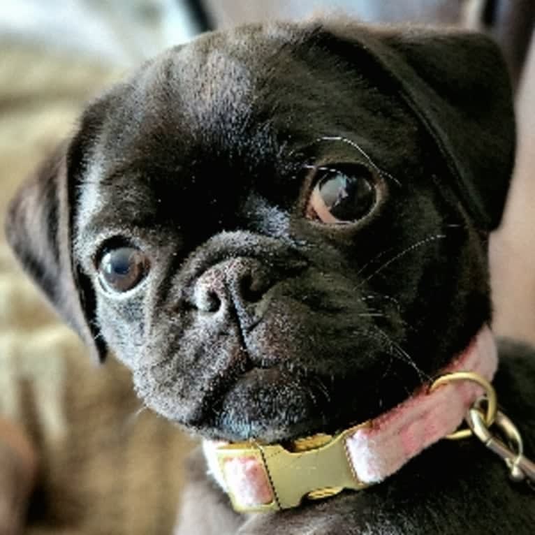 Carbonite Dalglish, a Pug and Boston Terrier mix tested with EmbarkVet.com