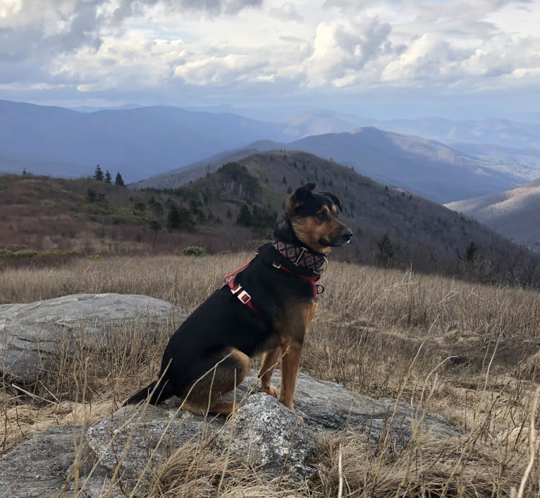 Photo of Scout, a Miniature/MAS-type Australian Shepherd, American Foxhound, Treeing Walker Coonhound, and Australian Shepherd mix in Columbia, South Carolina, USA