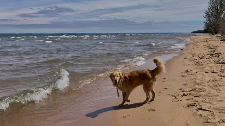 Timber “Gross Manor’s I’ll Be The One You Won’t Forget”, a Golden Retriever tested with EmbarkVet.com