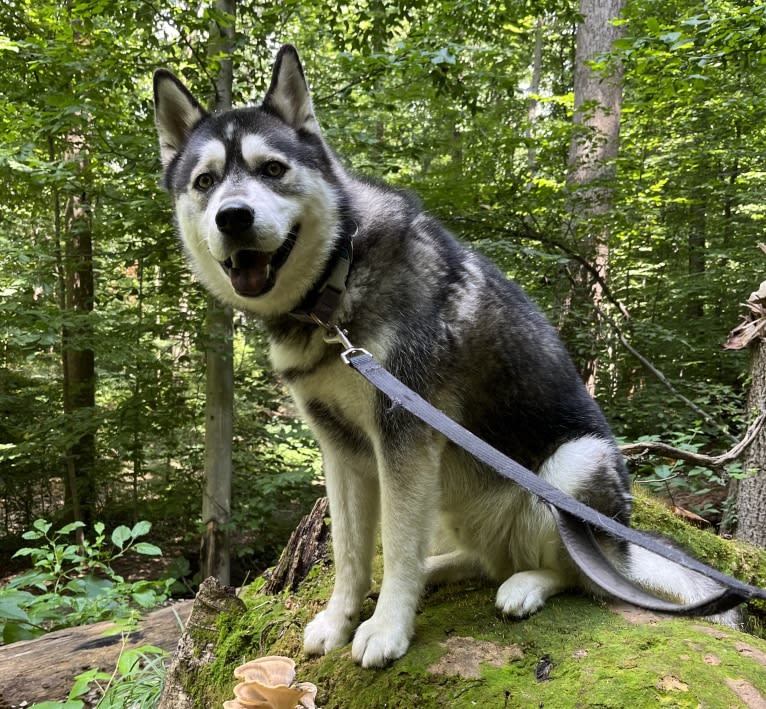 Rocket, a Siberian Husky and Alaskan Malamute mix tested with EmbarkVet.com