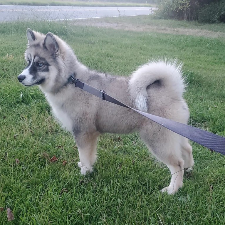 Iroh, a Siberian Husky tested with EmbarkVet.com