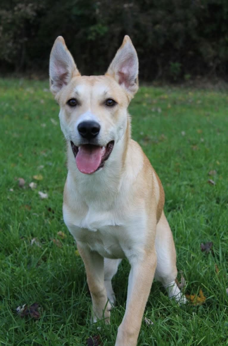 Loomy, a Carolina Dog tested with EmbarkVet.com