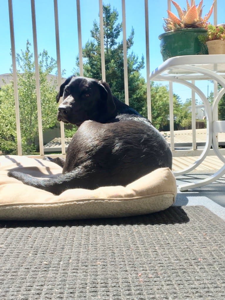 Lucy, a Labrador Retriever tested with EmbarkVet.com