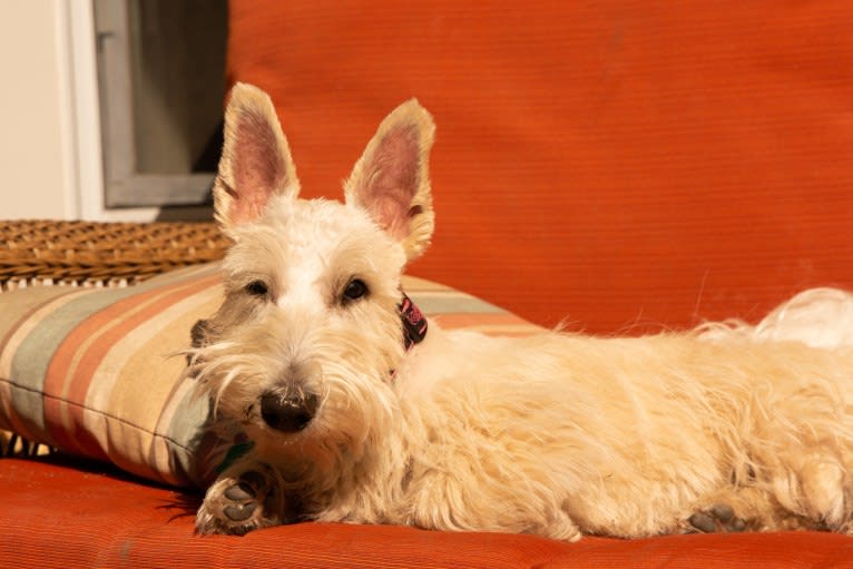 Emmy, a Scottish Terrier tested with EmbarkVet.com