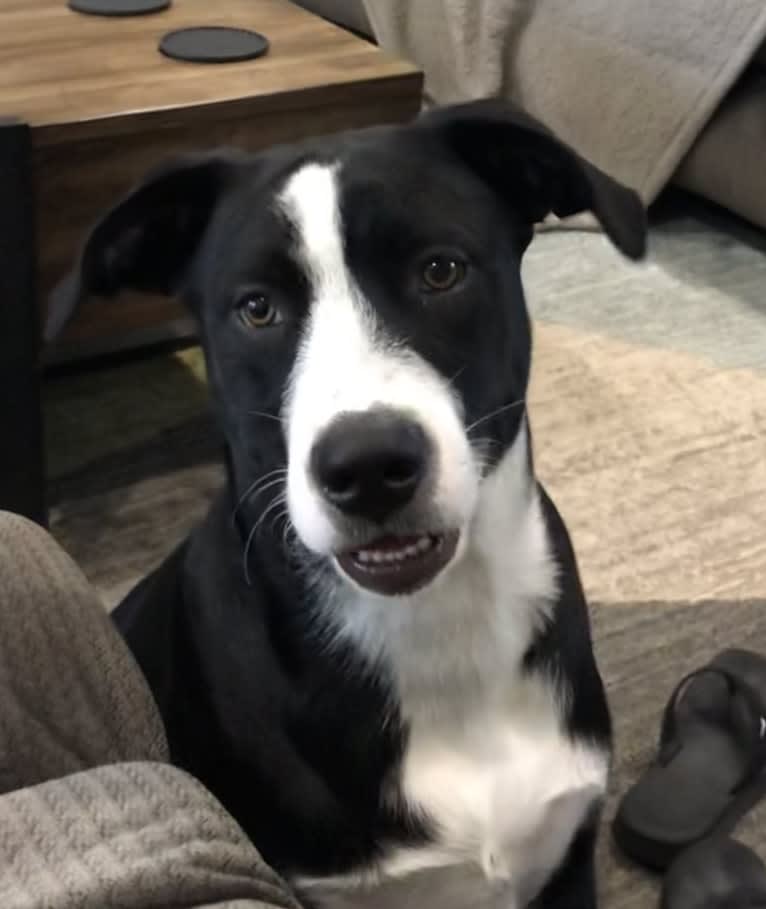 Frank Shore, an Australian Cattle Dog and Labrador Retriever mix tested with EmbarkVet.com