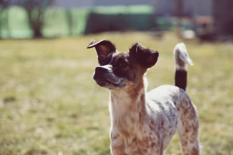 Sonoma, a Chihuahua and American Pit Bull Terrier mix tested with EmbarkVet.com