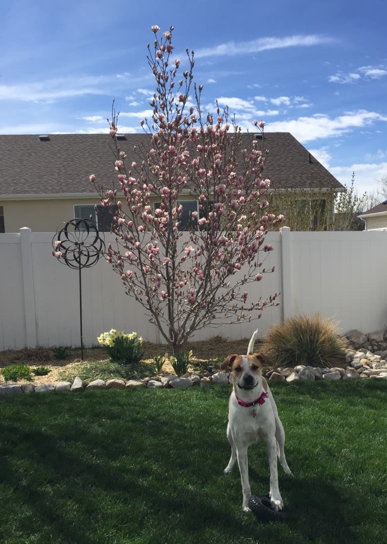 Canna, an American Pit Bull Terrier and Australian Cattle Dog mix tested with EmbarkVet.com