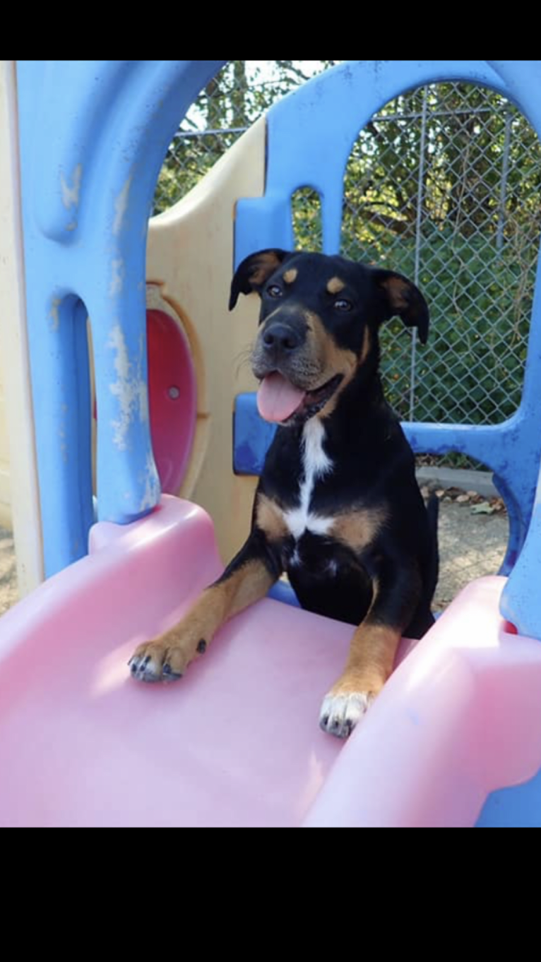 Miley, a Mountain Cur and Siberian Husky mix tested with EmbarkVet.com