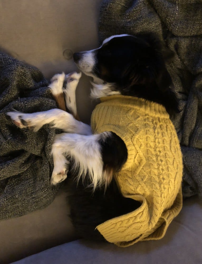 Cricket, an Australian Shepherd tested with EmbarkVet.com