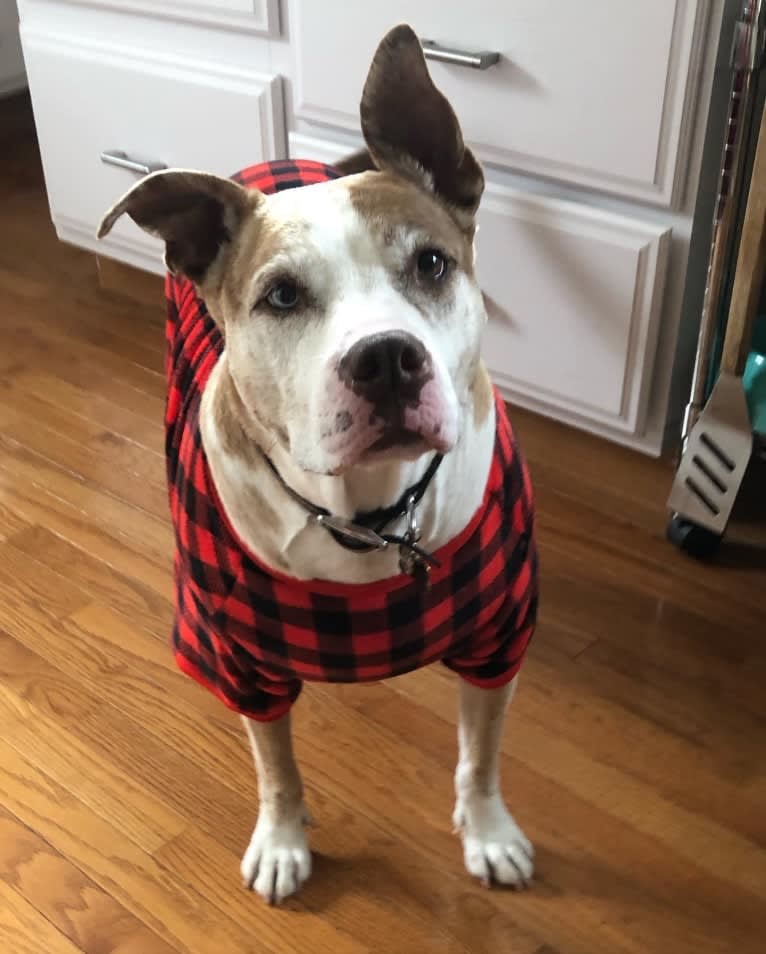 Louie, an American Pit Bull Terrier and American Staffordshire Terrier mix tested with EmbarkVet.com