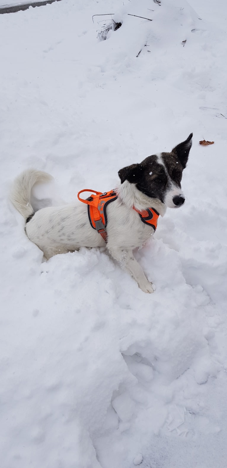 Lillyfee, an Eastern European Village Dog tested with EmbarkVet.com