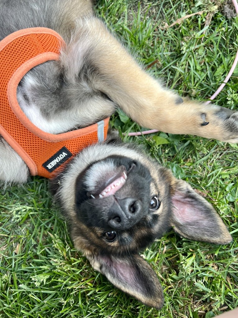 Manfred Von Rexroad, a German Shepherd Dog and American Pit Bull Terrier mix tested with EmbarkVet.com