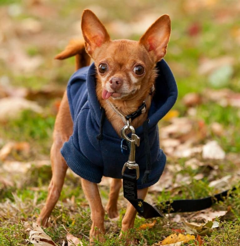 MERVIN, a Chihuahua tested with EmbarkVet.com