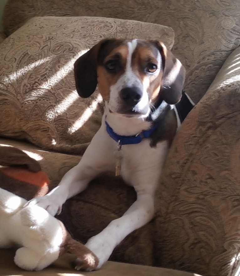 Riley, a Beagle and Russell-type Terrier mix tested with EmbarkVet.com