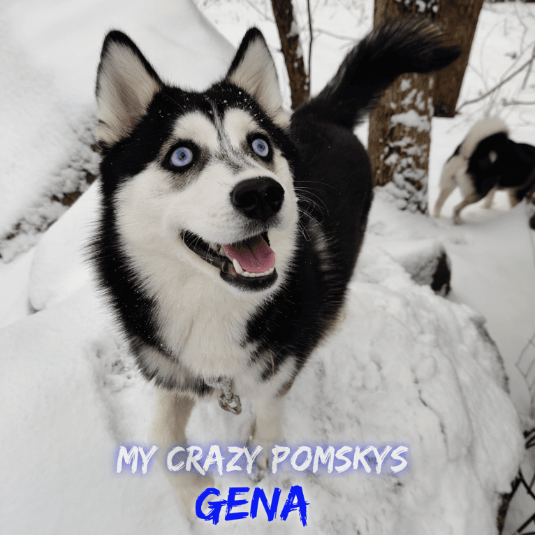 Gena, Gigi, a Pomsky tested with EmbarkVet.com