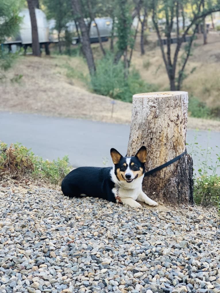 Chanel, a Pembroke Welsh Corgi tested with EmbarkVet.com