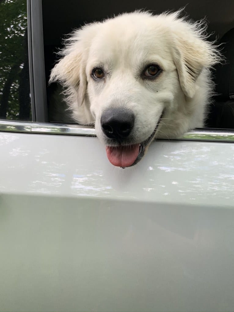 Rose, a Great Pyrenees tested with EmbarkVet.com