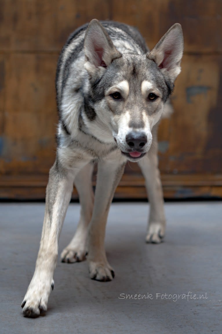 Weylyn, a Saarloos Wolfdog tested with EmbarkVet.com