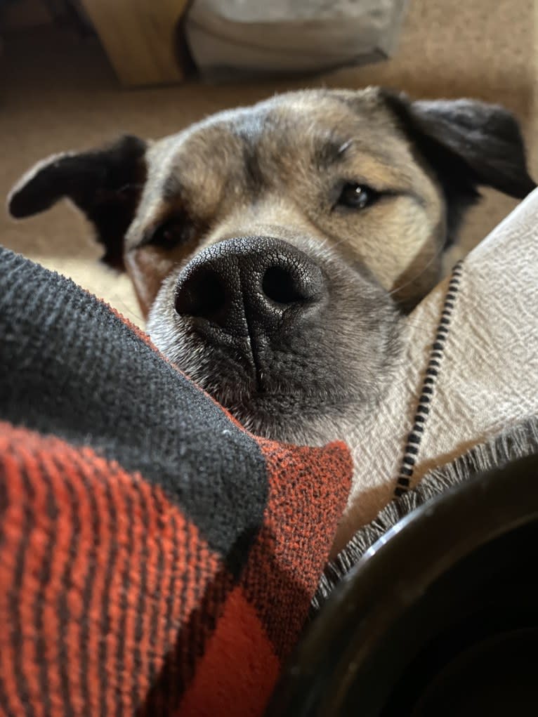 Tuffy, an American Pit Bull Terrier and Siberian Husky mix tested with EmbarkVet.com