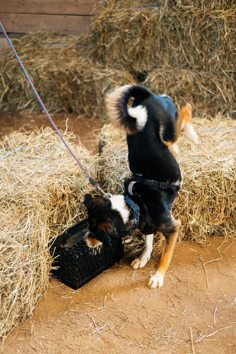 Penny, a Labrador Retriever and German Shepherd Dog mix tested with EmbarkVet.com