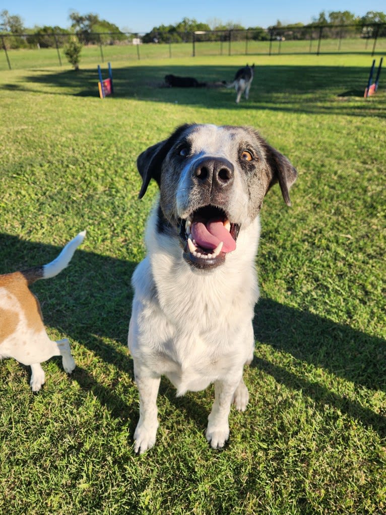 Goose, a Chow Chow and Australian Cattle Dog mix tested with EmbarkVet.com