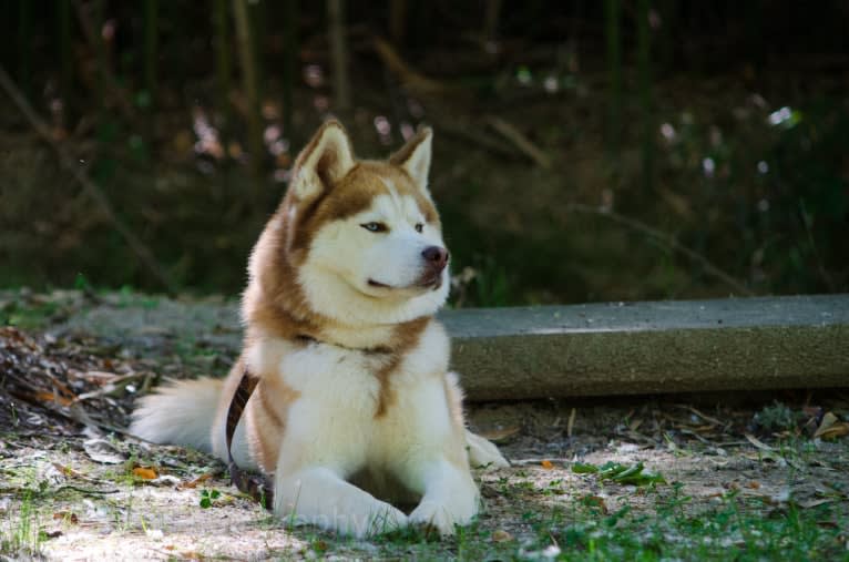 Buck, a Siberian Husky tested with EmbarkVet.com