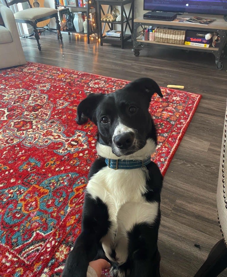 Marlowe Gandalf, a Siberian Husky and Australian Shepherd mix tested with EmbarkVet.com