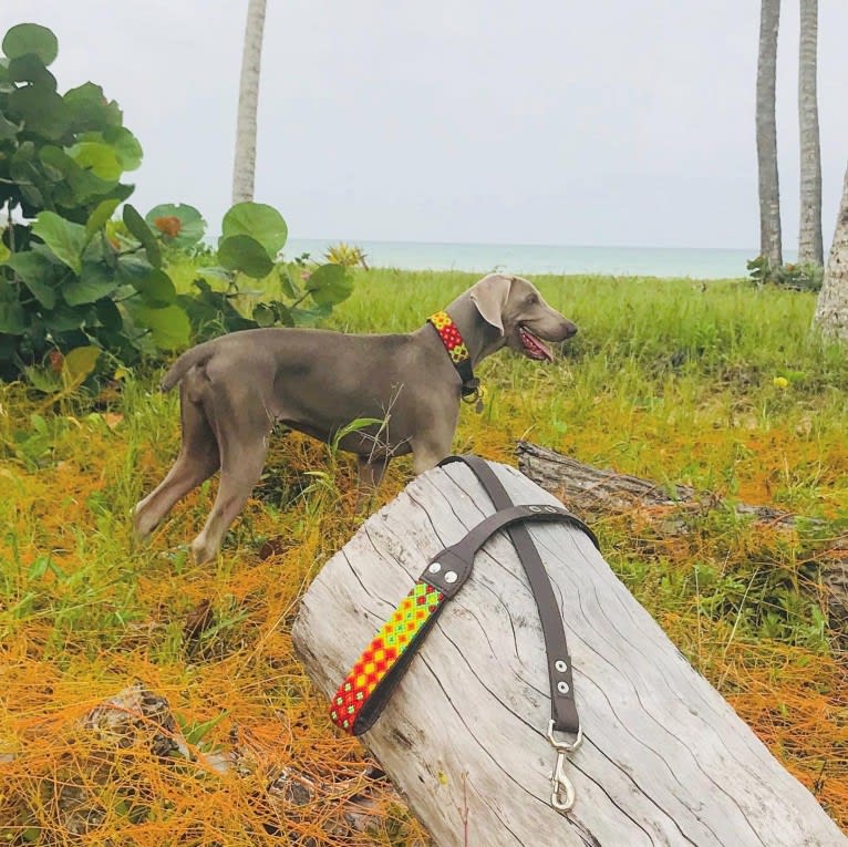 Arya the Weim, a Weimaraner tested with EmbarkVet.com