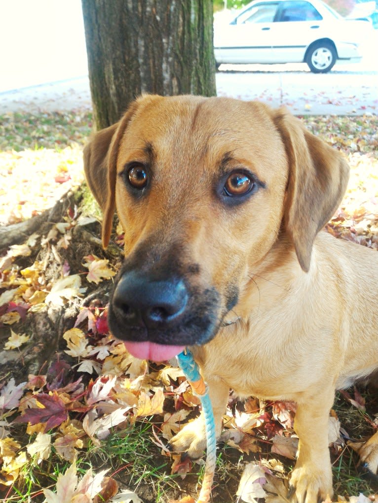 Cody, a Basset Hound and Australian Cattle Dog mix tested with EmbarkVet.com