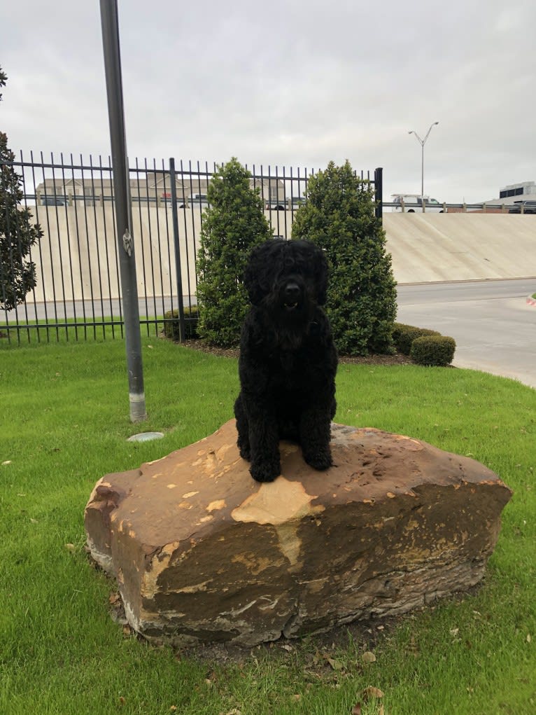 Midnightsolo Liam Blanton, a Black Russian Terrier tested with EmbarkVet.com