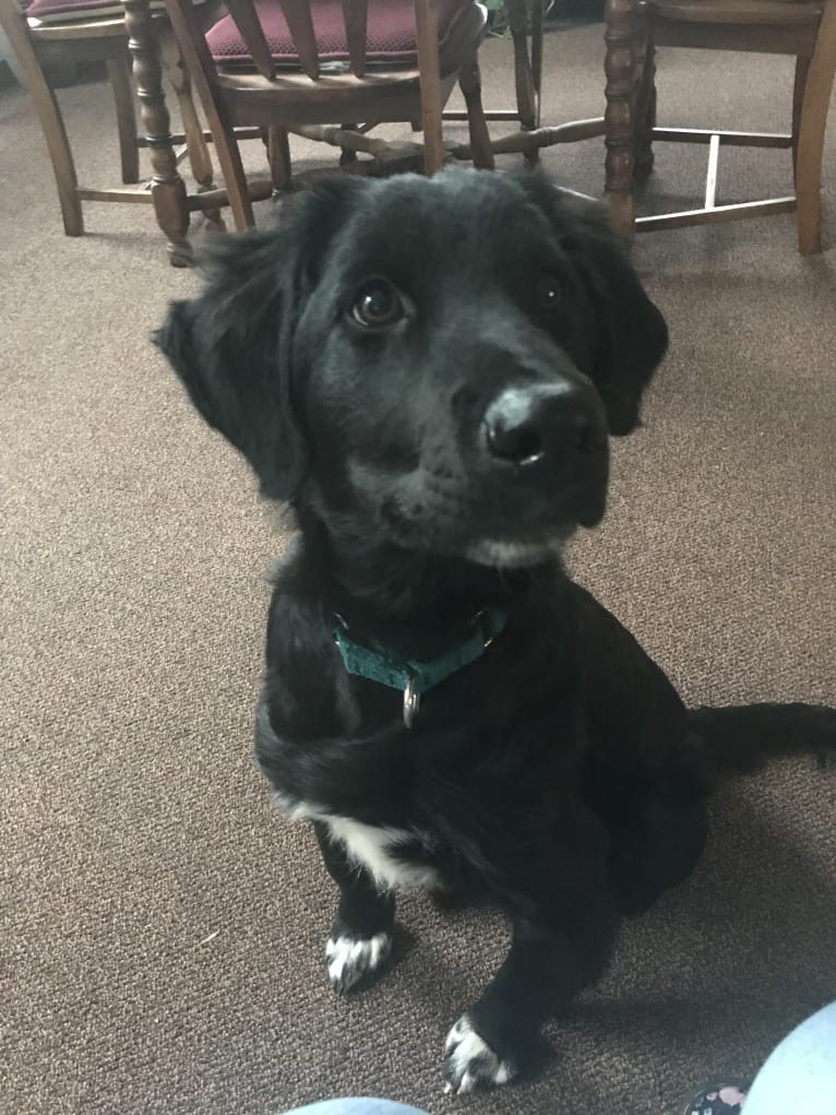 Care Bear Ross, a Labrador Retriever and Australian Cattle Dog mix tested with EmbarkVet.com