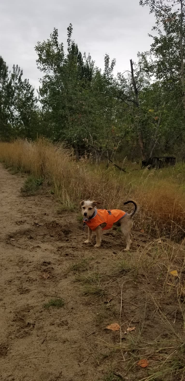 Diego, a Miniature Schnauzer and Chihuahua mix tested with EmbarkVet.com