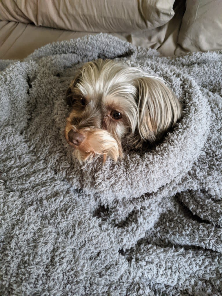 Frodo, a Biewer Terrier and Yorkshire Terrier mix tested with EmbarkVet.com