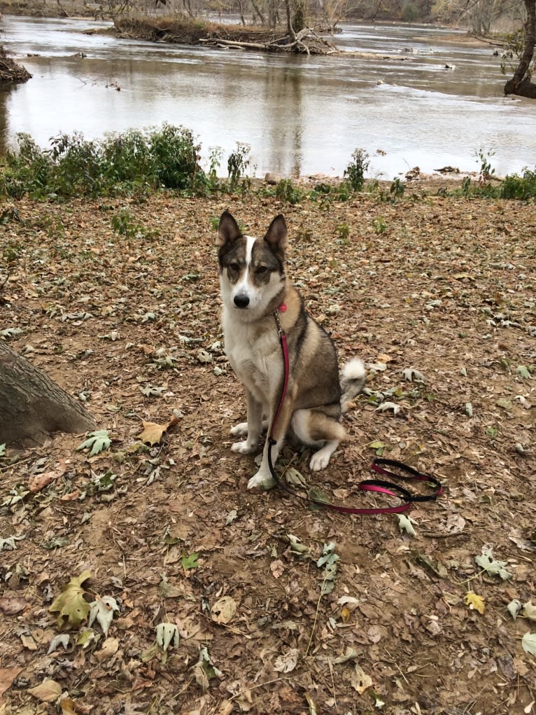 Meissa, a West Siberian Laika tested with EmbarkVet.com