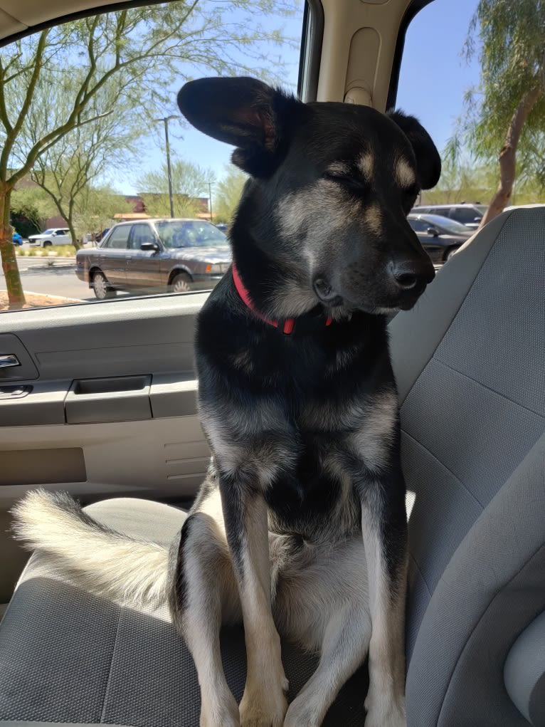 Photo of Buddy Bear Reynolds, an Australian Cattle Dog, American Pit Bull Terrier, German Shepherd Dog, Chow Chow, and Mixed mix in New Mexico, USA