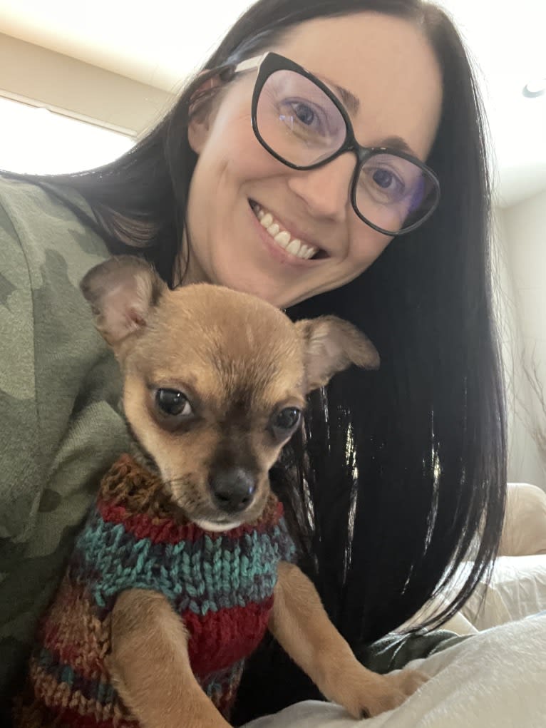 Stellar McLovin, a Chihuahua tested with EmbarkVet.com