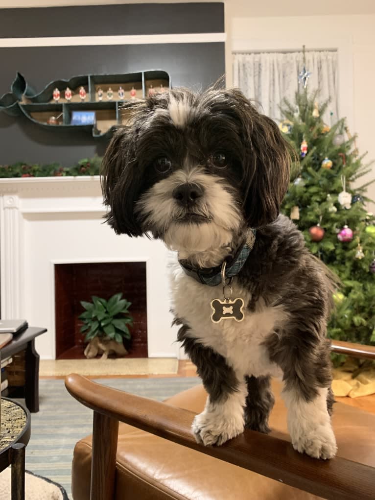 Winston, a Shih Tzu and Miniature Schnauzer mix tested with EmbarkVet.com
