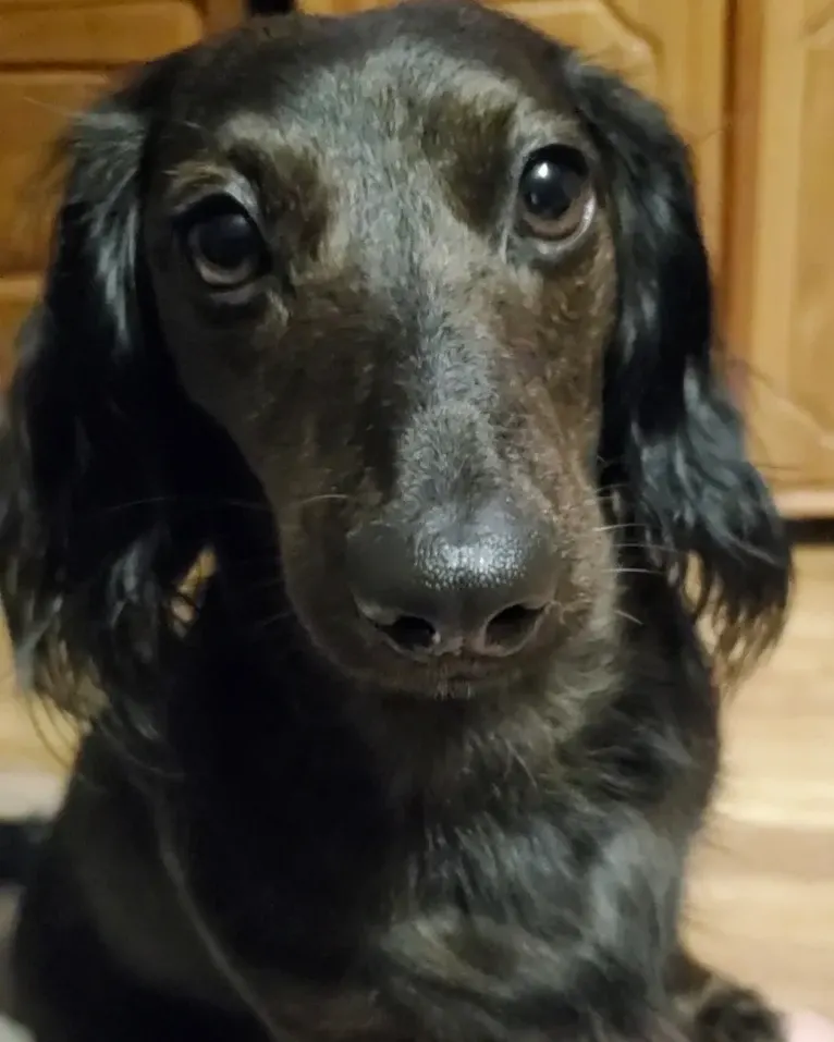 Maggie, a Dachshund tested with EmbarkVet.com