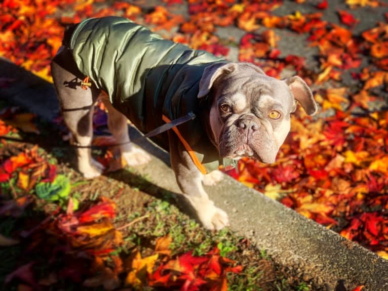 Hank, a French Bulldog tested with EmbarkVet.com