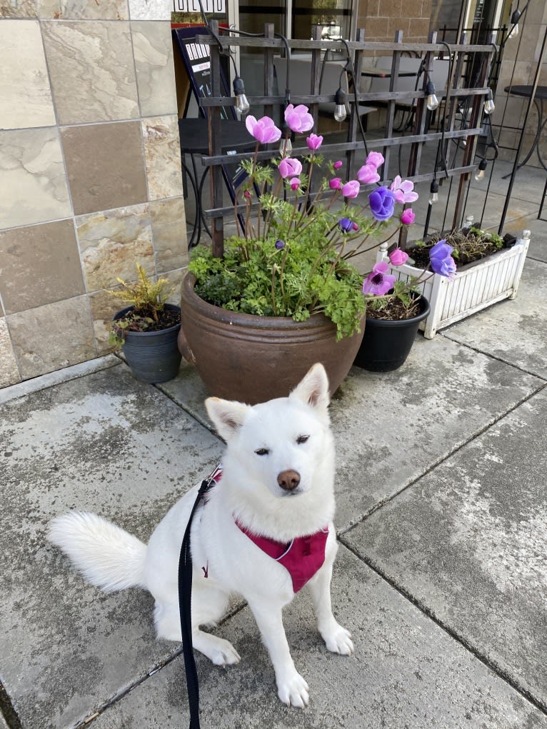 Pearl, a Japanese or Korean Village Dog and Jindo mix tested with EmbarkVet.com