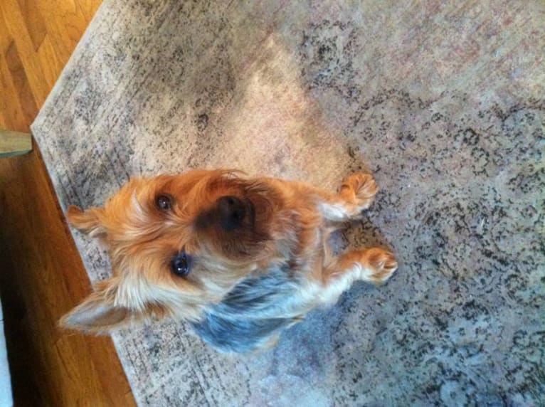 Squirt, a Yorkshire Terrier tested with EmbarkVet.com
