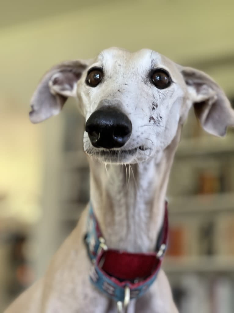 Marcelino, a Spanish Galgo tested with EmbarkVet.com