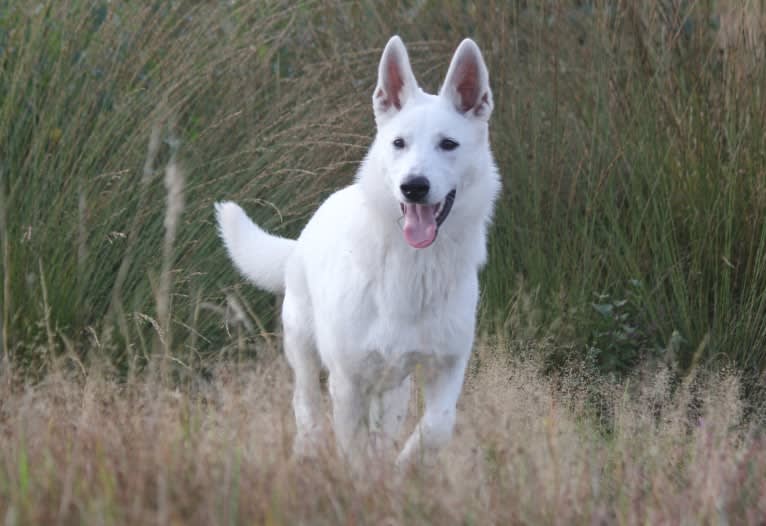 Moekie, a White Shepherd and Siberian Husky mix tested with EmbarkVet.com