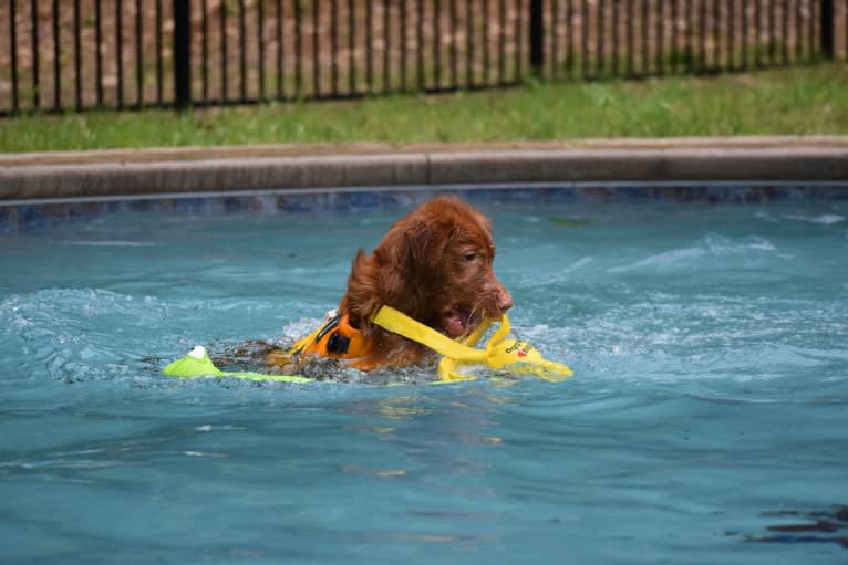 Ajax, a Nova Scotia Duck Tolling Retriever tested with EmbarkVet.com