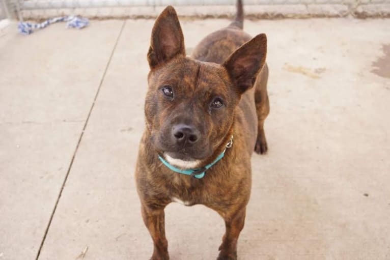 Dory, a Staffordshire Terrier and Chow Chow mix tested with EmbarkVet.com