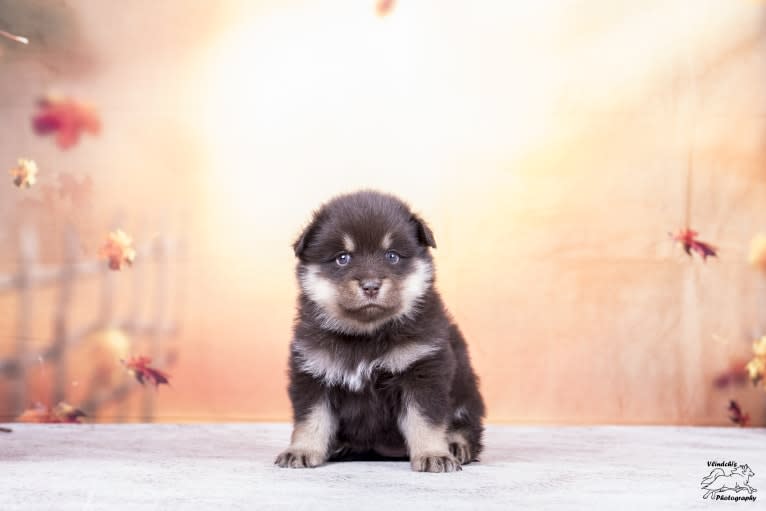 Blue, a Finnish Lapphund tested with EmbarkVet.com